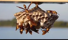 زنبورهای Wasp اجتماعی مانند زنبورهای Bee برای نگهداری از 