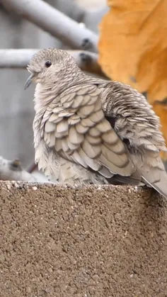 کبوتر اینکا یا کبوتر مکزیکی (Inca dove) یک کبوتر کوچک دنی