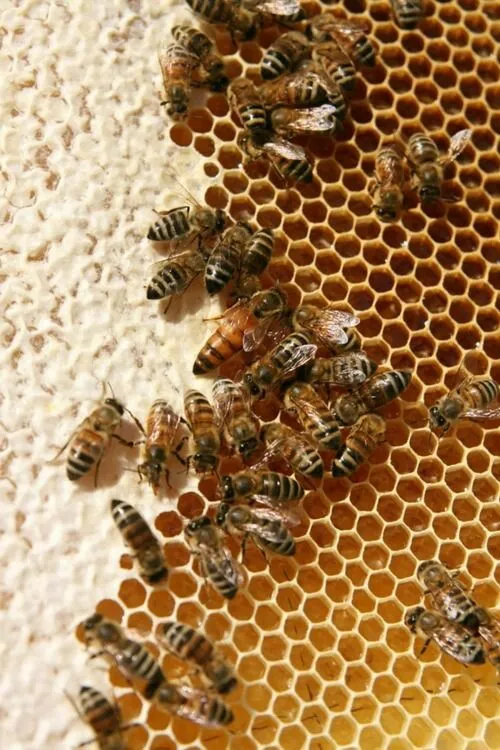 برای تشخیص عسل شکردار کافیست چند قطره عسل را با قاشق روی 