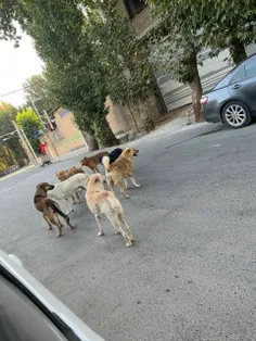 سگ‌های ولگرد خیابان‌ها را پر کرده‌اند | صدای مخاطب