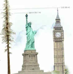 بلندترین درخت روی زمین 
