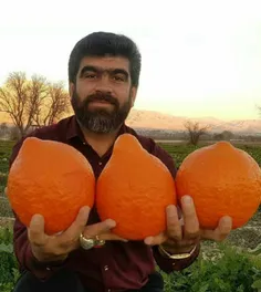 برا بچه های ویسگون  نارنگی آوردم 😉 بخورین جون بگیرین دوتا