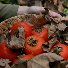 ای کاش عشق