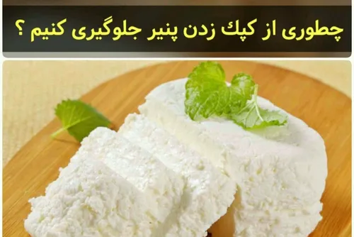 جلوگیری از کپک زدن پنیر