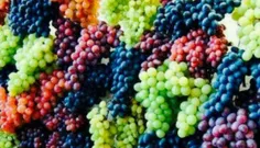 باور نکردنی است، بیش از صد نوع انگور در شهر هرات وجود دار