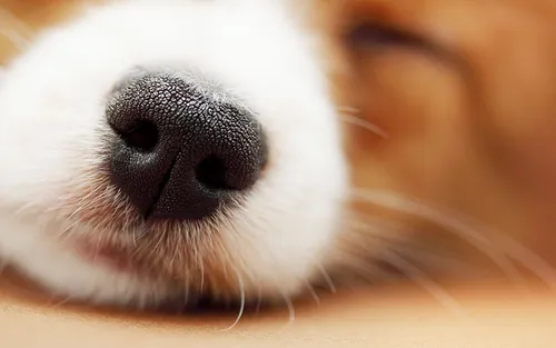 سگ ها با سوراخ راست بینی بوی خطر رو حس میکنن درحالی که سو
