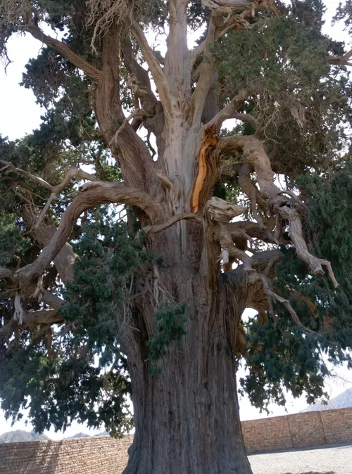 درخت سرو کهنسال (سنگان - خاش)