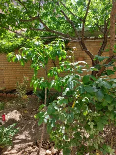 این درخت کوجیکه درخت شلیل هستش ، امسال برلی اولین بار بار