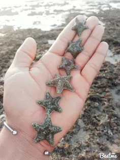 یهویی .ستاره دریایی