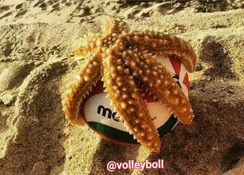 volleyballi