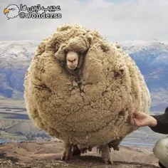 پشم گوسفند هیچگاه از رشد نمی ایستد و می تواند آنقدر رشد ک