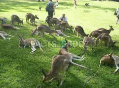 در استرالیا جمعیت کانگورو ها بیش از انسان ها میباشد.