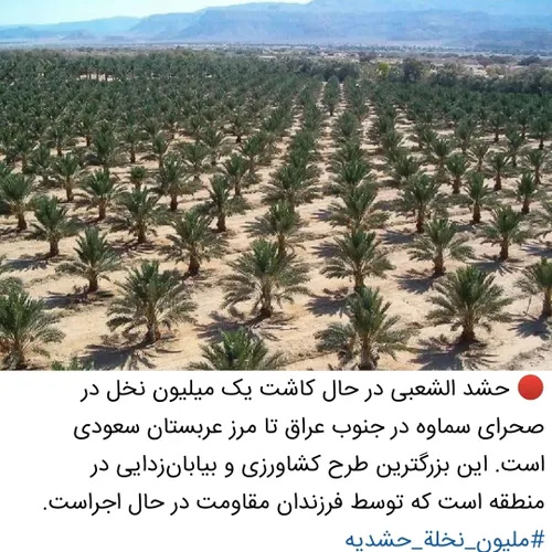 🔴 حشد الشعبی در حال کاشت یک میلیون نخل در صحرای سماوه در 