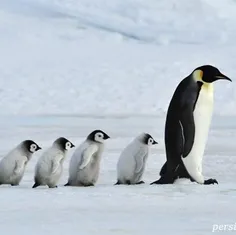 به نظر شما دلیل دیگه ایی هم وجود داره که باعث انقراض پنگو