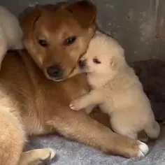 عشق عمیق بین مادر و فرزند سگ شایان ستایش