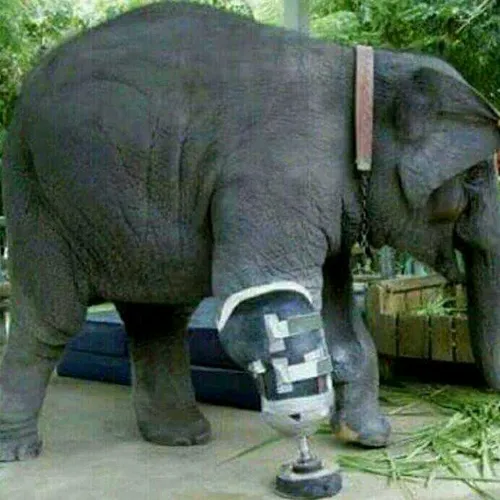 پای مصنوعی برای فیل مجروح