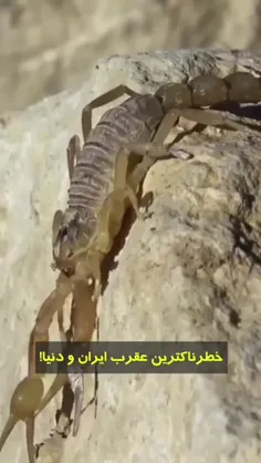 کاشکی اسنپ میگرفتن توی تک تک شهرها میومدن😈🤪🤣