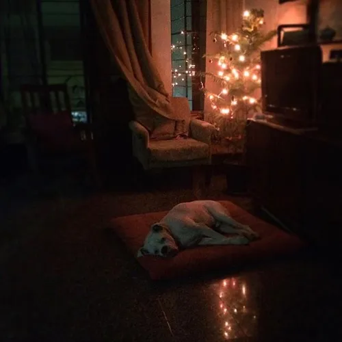 Spikie, an albino boxer rests in a living room in Bombay