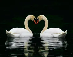 عشق در پرندگان هم وجود دارد