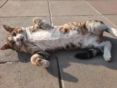 گربه های شیطون پیاده راه فرهنگی رشت
