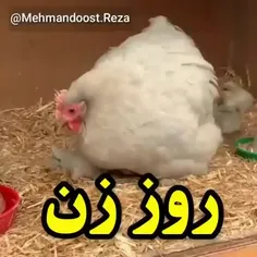 روز زن مبارک 😁