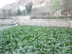 سراب نیلوفر -خرم آباد