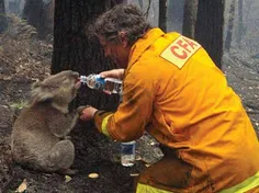 یک آتش‌نشان خسته، در استرالیا، بطری آبش را برداشته و  به 