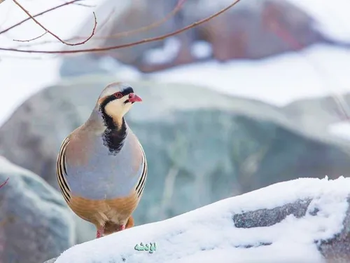 زیبایی این پرنده ستودنی است .