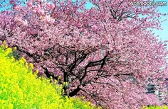 عکس های زیبای فصل بهار