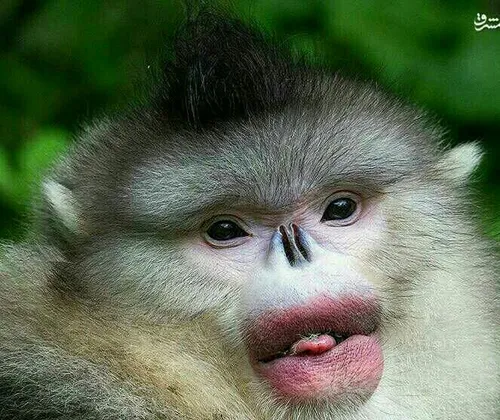 گونه های عجیب و غریب میمون ها
