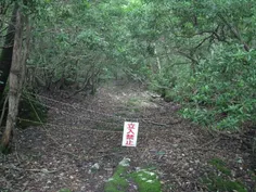 جنگل «آئوکیگاهارا» یکی از وحشتناکترین مناطق ژاپن به شمار 