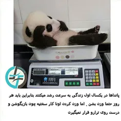 #پاندا #panda#naturefarsifacts