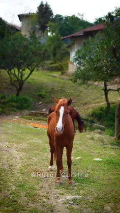 🦌🌳حس و حال زندگی روستایی 🪺🐦