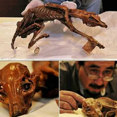 کشف نخستین سگ مومیایی شده درمکزیک رازهایی از سنتهای شکار 