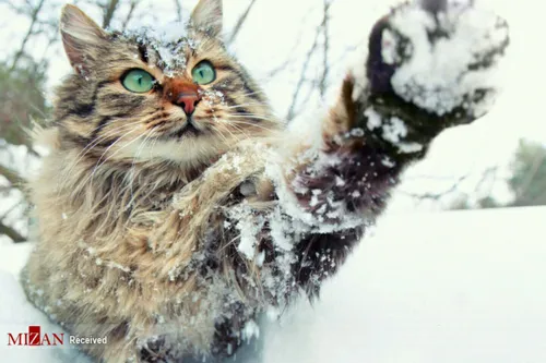 تصاویری جالب حیوانات در فصل زمستان ☃ ❄