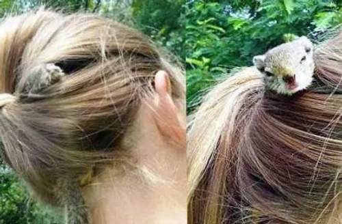 این دختر 16ساله به یک موش یا سنجاب اجازه داده تا در میان 