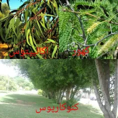ایران در محاصره درختان بی‌ثمر مکنده اب