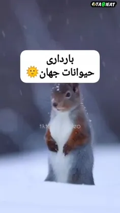 بارداری حیوانات 🦧🦫