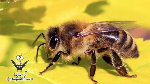 زنبورها در حال مرگ هستند شاید نه به همان اندازه که رسانه 