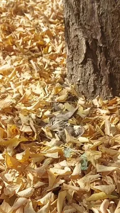 از هر جانب که بنگری خداست.