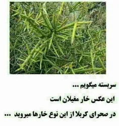 سر بسته میگویم