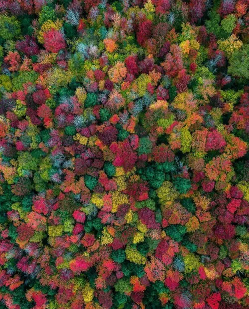 💠 تصویری فوق العاده از رنگ های پاییزی در جنگل های ایالت ن