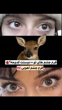 فرم چشات کدومه گشنگم؟