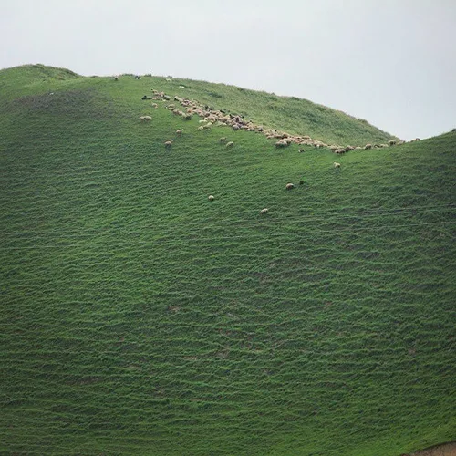 A flock of sheep grazing on large areas of upland pasture