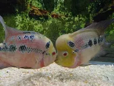 فلاور تنها ماهی که یکدیگر را می بوسند