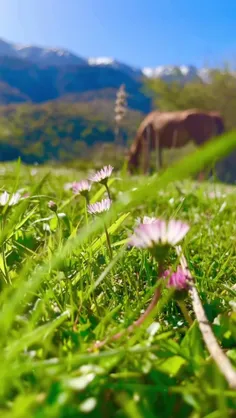 *چند ثانیه آرامش و زیبایی🐎😍🌱🏔️🏕️*
