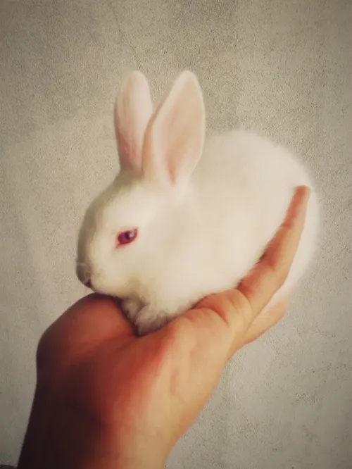 خرگوش من