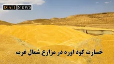 مصرف کود اوره به مزارع استان‌های شمال‌غرب خسارت وارد کرد