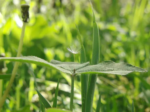 عکسهایی ناب از بهار طرقبه