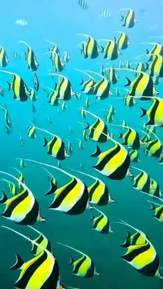 هر جای این اقیانوس ها گونهای مختلفی از ماهی ها زندگی 
